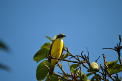 Myiozetetes similis