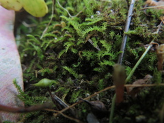 Racopilum cuspidigerum