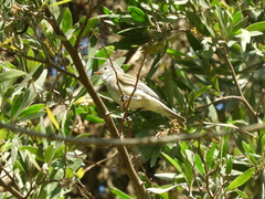 Camptostoma obsoletum