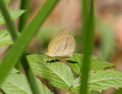 Eurema laeta