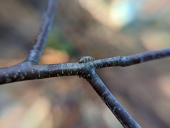 Pelegrina flavipes