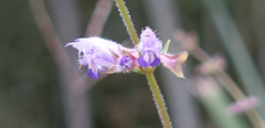 Salvia japonica