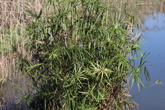 Cyperus textilis