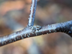 Pelegrina flavipes