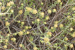 Helichrysum asperum