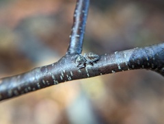 Pelegrina flavipes