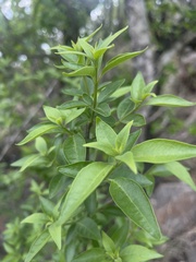 Volkameria glabra