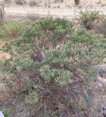 Leucadendron lanigerum lanigerum