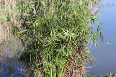 Cyperus textilis