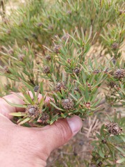 Leucadendron lanigerum lanigerum