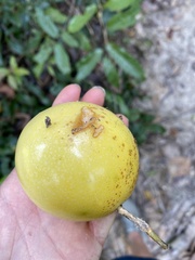 Psidium guajava