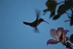 Anthracothorax prevostii