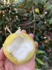 Psidium guajava