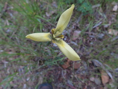 Moraea bellendenii