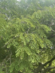 Pterocarpus angolensis