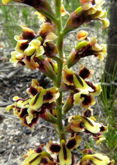 Tritoniopsis parviflora