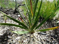 Tritoniopsis parviflora