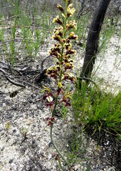 Tritoniopsis parviflora