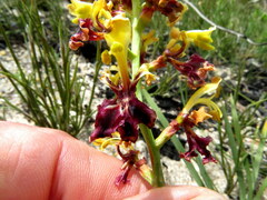 Tritoniopsis parviflora