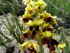 Tritoniopsis parviflora