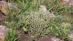 Euphorbia pulvinata