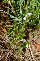 Dyschoriste costata