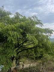 Pterocarpus angolensis