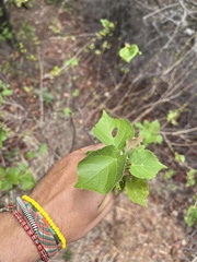 Dombeya kirkii
