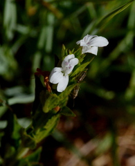Dyschoriste costata
