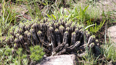 Euphorbia pulvinata