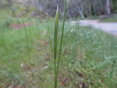 Moraea bellendenii