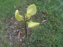 Moraea bellendenii