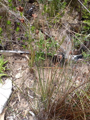 Hellmuthia membranacea