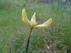 Moraea bellendenii