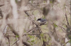 Microspingus melanoleucus