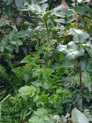 Poa annua