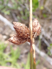 Hellmuthia membranacea