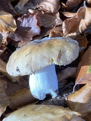 Russula fellea
