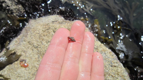 Ocinebrina aciculata