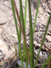 Hellmuthia membranacea