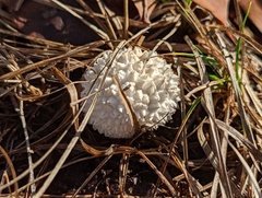 Lycoperdon curtisii