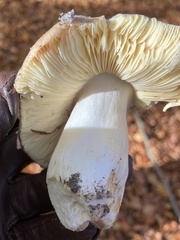 Russula fellea