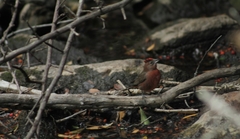 Coryphospingus cucullatus