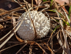 Lycoperdon curtisii