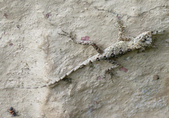 Sitana