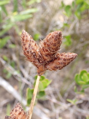 Hellmuthia membranacea