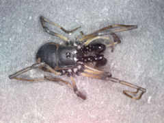Ischyropsalis robusta
