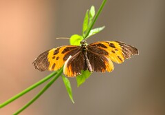 Heliconius numata