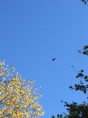 Haliaeetus
