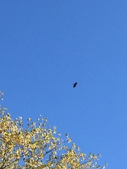 Haliaeetus